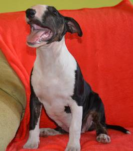 FEMEA BULL TERRIER NEGRA