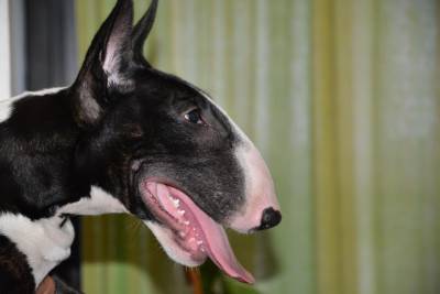 FEMEA BULL TERRIER NEGRA