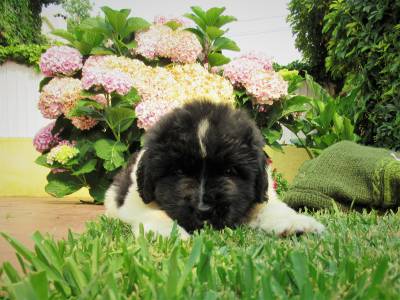 cachorrinhos terra nova landseer