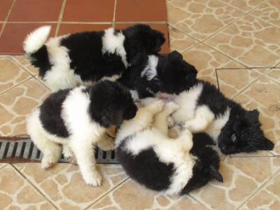 cachorrinhos terra nova landseer