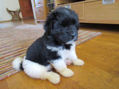 cachorrinhos terra nova landseer