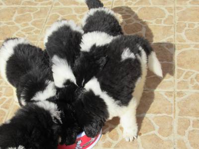 cachorrinhos terra nova landseer