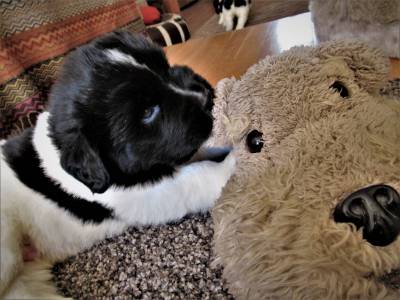 cachorrinhos terra nova landseer