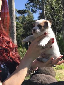 Filhotes de Jack Russell Terrier c pedigree e chip