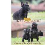 Bulldog Francês Bulldog Francês - Criador Especializado na Raça São Paulo São Paulo