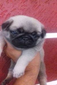  pug femea 