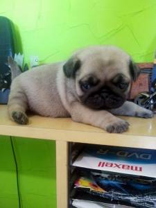  pug femea 