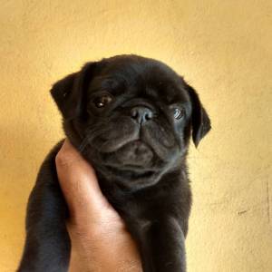  pug femea 