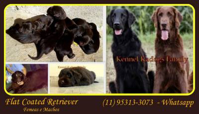 Lindos filhotes de Flat Coated Retriever