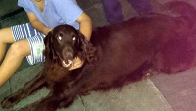 Lindos filhotes de Flat Coated Retriever