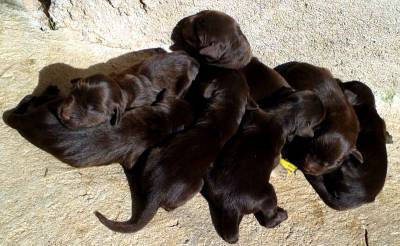 Lindos filhotes de Flat Coated Retriever