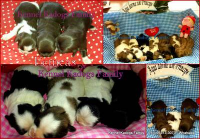 Lindos filhotes de Shihtzu a venda