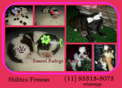 Lindos filhotes de Shihtzu a venda