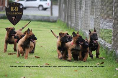 Filhote Pastor Belga Malinois