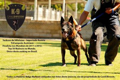 Filhote Pastor Belga Malinois