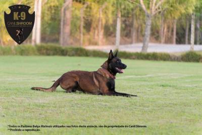 Filhote Pastor Belga Malinois