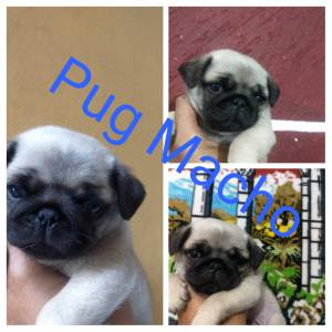 pug otimo padrao