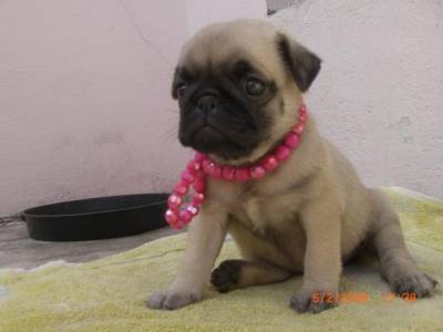 pug otimo padrao