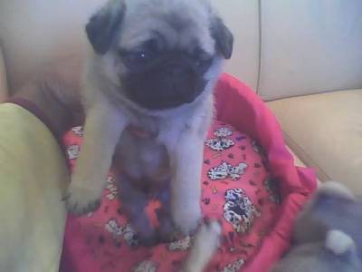 pug otimo padrao