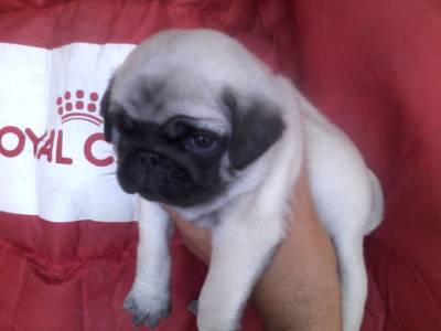 pug otimo padrao