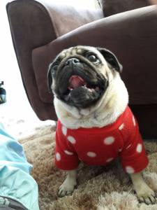 pug otimo padrao