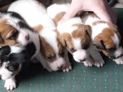 Jack Russell Terrier Ninhada disponvel