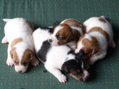 Jack Russell Terrier Ninhada disponvel