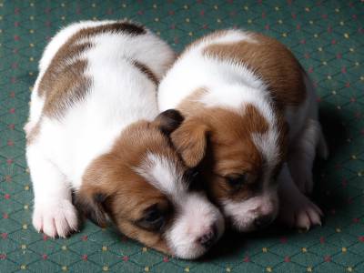 Jack Russell Terrier Ninhada disponvel