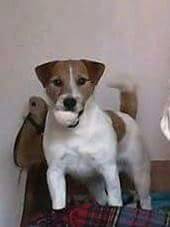 Jack Russell Terrier Ninhada disponvel