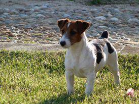 Jack Russell Terrier Ninhada disponvel