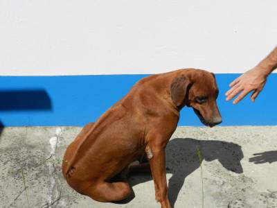 Vendem-se Carrochos de Lees da Rodsia Puros