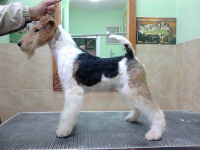 Fox Terrier