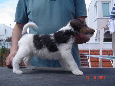 Fox Terrier