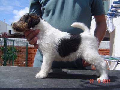 Fox Terrier