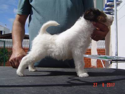 Fox Terrier