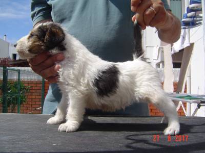 Fox Terrier