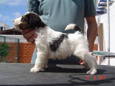 Fox Terrier