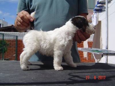 Fox Terrier