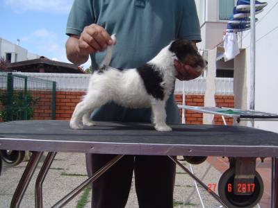 Fox Terrier