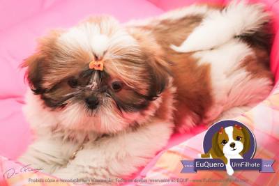 filhotes de shihtzu