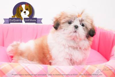 filhotes de shihtzu