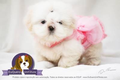 filhotes de shihtzu