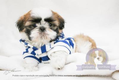 filhotes de shihtzu