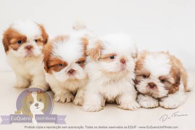 filhotes de shihtzu