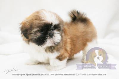 filhotes de shihtzu