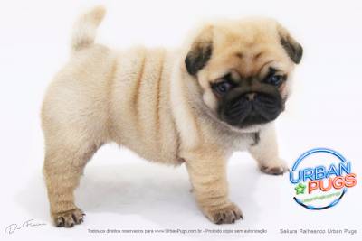 filhotes de pug CANIL URBAN PUGS