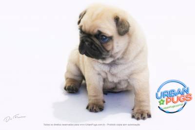 filhotes de pug CANIL URBAN PUGS