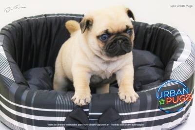 filhotes de pug CANIL URBAN PUGS