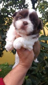 filhotes de shihtzu