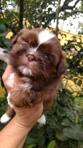 filhotes de shihtzu